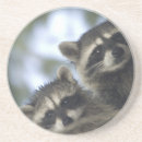 Suche nach waschbär untersetzer Procyon lotor