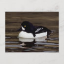 Recherche de canard noir cartes postales Faune