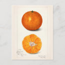 Suche nach citrus postkarten Obst