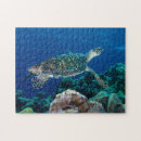 Recherche de barrière de corail Tortue