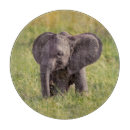 Suche nach niedlicher elefant schneidebrettchen Safaritiere