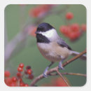 Recherche de adams autocollants Oiseau