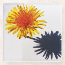 Suche nach löwenzahn untersetzer Taraxacum officinale