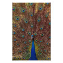 Suche nach pfau foto poster Vögel