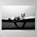 Suche nach taschen poster Kätzchen