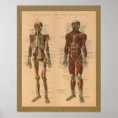 Recherche de squelette vintage posters Anatomie