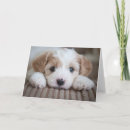 Recherche de domestique vœux cartes Dog