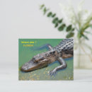 Suche nach gefährlich postkarten Alligator