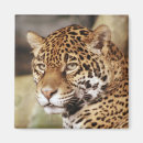 Recherche de jaguars magnets Animal