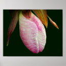 Suche nach orchideen blume poster Mother
