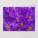 Recherche de crocus cartes postales Nature