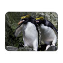 Recherche de de pingouin magnets Dehors