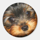 Recherche de chiot vintage magnets Animal