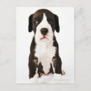 Recherche de arlequin cartes postales Plan studio