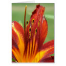 Suche nach taglilie postkarten Makro