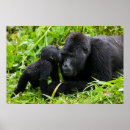 Suche nach gorilla poster regenwald