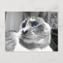 Suche nach blaue katzen postkarten Fotografie