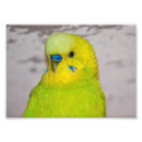 Suche nach budgerigar poster Haustiere