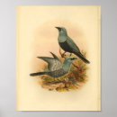 Recherche de coucou posters Vintage