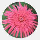 Recherche de corail autocollants Fête