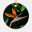 Suche nach paradiesvögel ornamente Botanisch