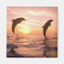 Recherche de paysage marin magnets Orange