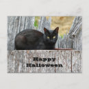 Suche nach black cat postkarten Foto