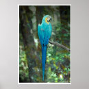 Suche nach macaw poster Tropisch