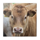 Recherche de veaux carreaux Animaux