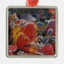 Suche nach frost ornamente Natur