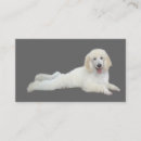 Recherche de caniches cartes visite Caniche miniature