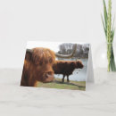 Recherche de scottish highland cartes postales Animaux