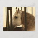 Suche nach stallion postkarten Reiter