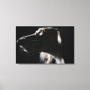 Suche nach saluki poster Profil