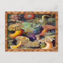 Recherche de haeckel cartes postales Actiniae