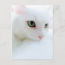 Recherche de yeux doux cartes postales Blanc