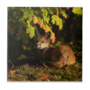 Suche nach fox fliesen Wild