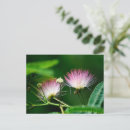 Recherche de mimosa cartes postales Arbre