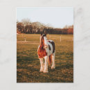 Suche nach paint horse postkarten Foto