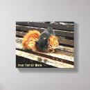 Suche nach schlafen leinwandbilder Kätzchen