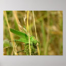 Suche nach heuschrecke poster Fotografie