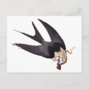 Suche nach schlucken postkarten John audubon
