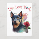 Recherche de kelpie australien Race de chien