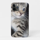 Suche nach tabby hüllen Tabelle