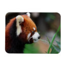 Suche nach roter panda magnete Tragen