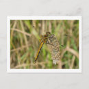 Recherche de dart cartes postales Faune