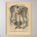 Suche nach abdomen poster Anatomie