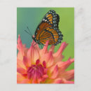 Suche nach roter admiral poster Blume