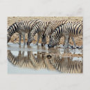 Suche nach etosha postkarten Nationalpark