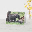 Suche nach pachyderm karten Tierwelt